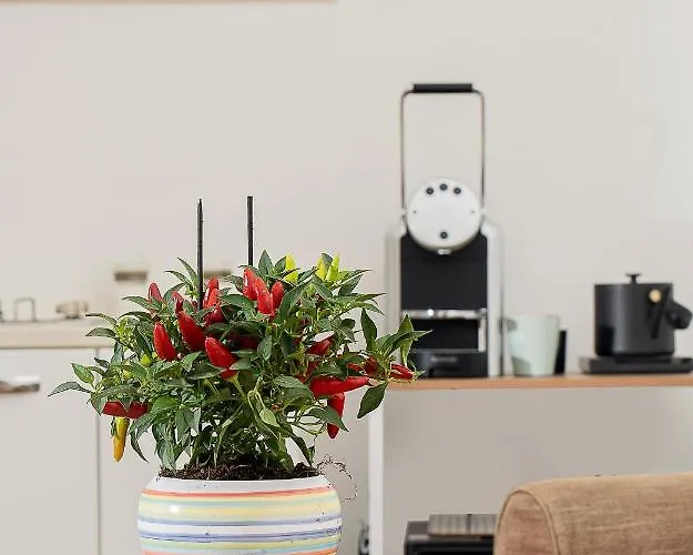 A Casarella In Piazzetta Capri